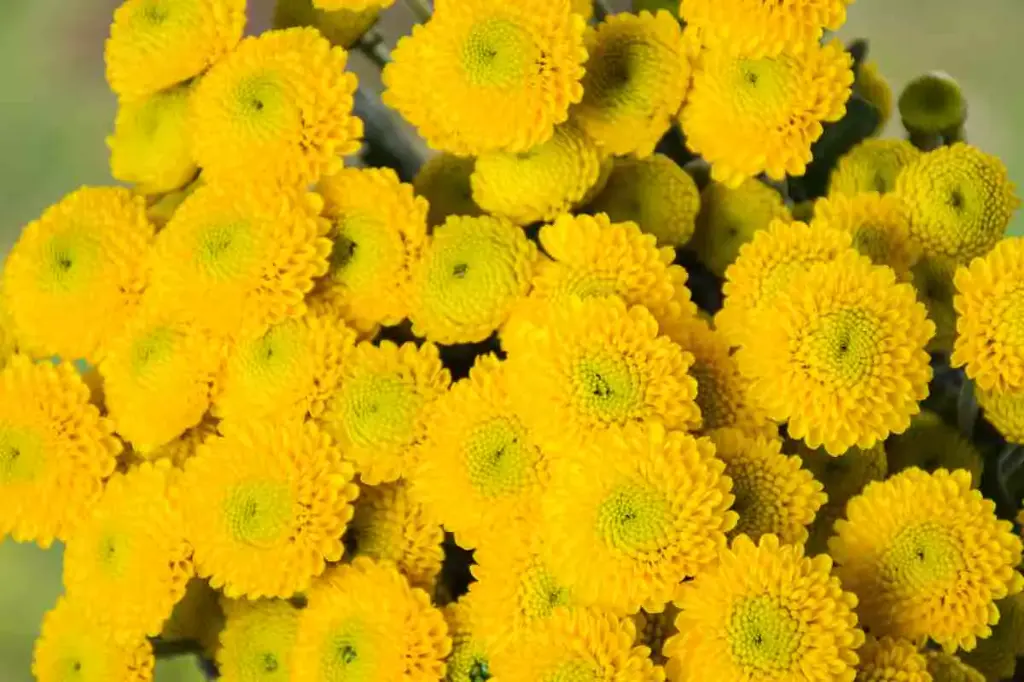 Chrysanthemum Buttons Yellow XL