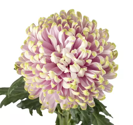 Chrysanthemum Cremon Bicolor Pink Rossano Chalotte