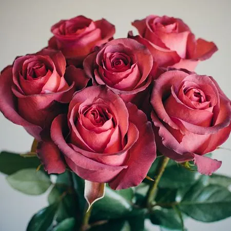 Roses 50cm Earth Tone Matilda