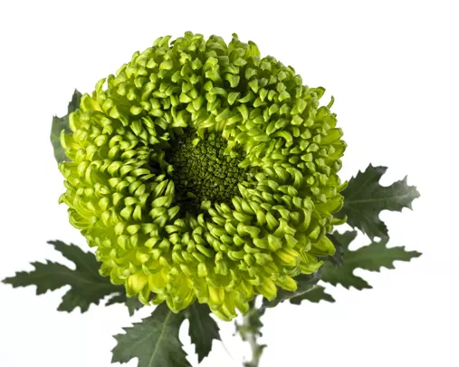 Chrysanthemum Cremon Green