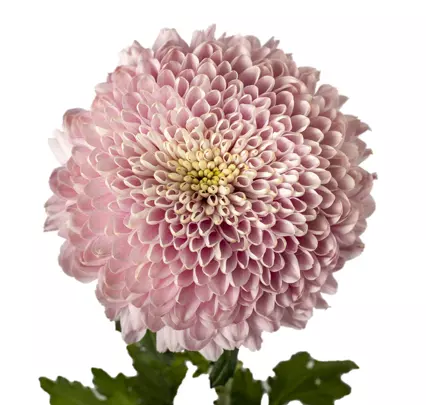 Chrysanthemum Cremon Lavender