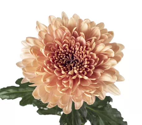 Chrysanthemum Cremon Peach