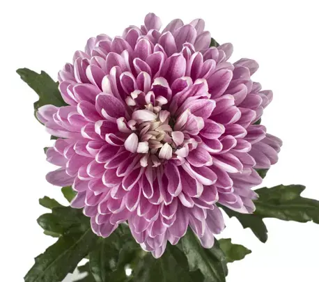 Chrysanthemum Cremon Purple