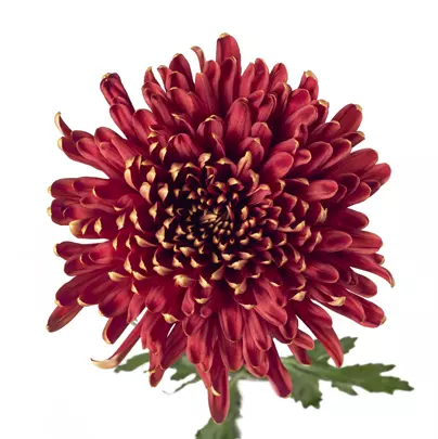 Chrysanthemum Cremon Red
