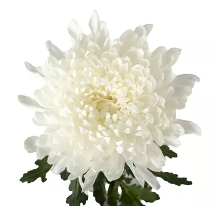 Chrysanthemum Cremon White