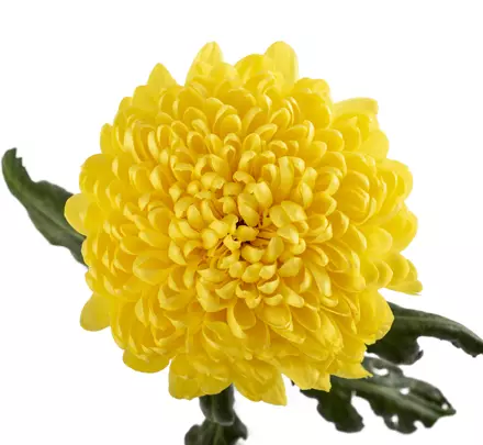 Chrysanthemum Cremon Yellow