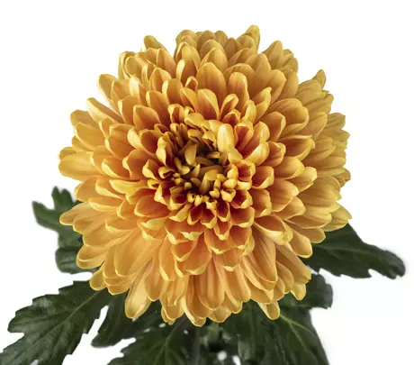 Chrysanthemum Cremon Orange