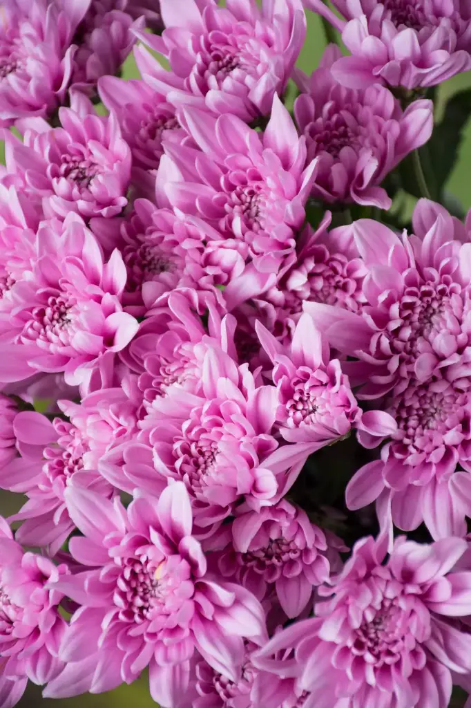 Chrysanthemum Cushion Lavender 