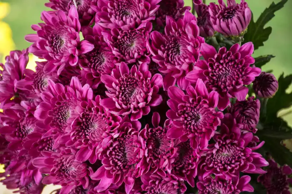Chrysanthemum Cushion Purple
