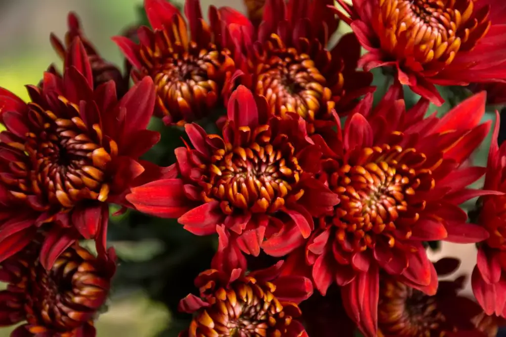 Chrysanthemum Cushion Red