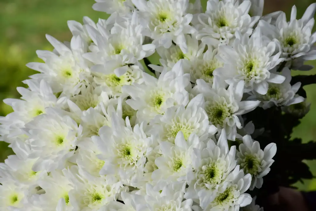Chrysanthemum Cushion White  