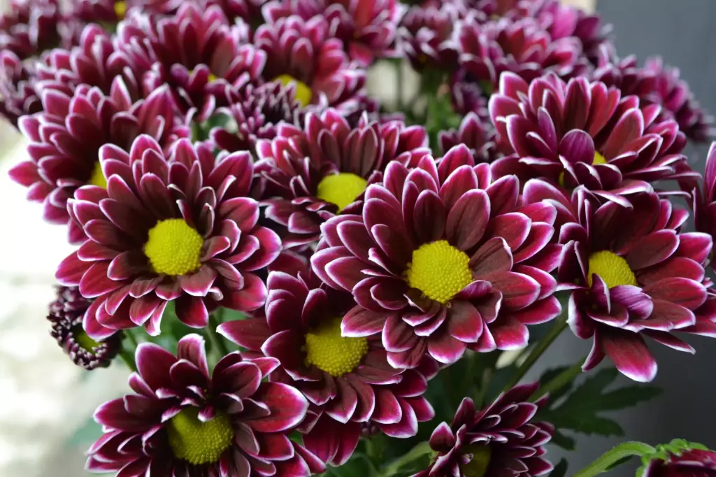 Chrysanthemum Daisy Bicolor Purple