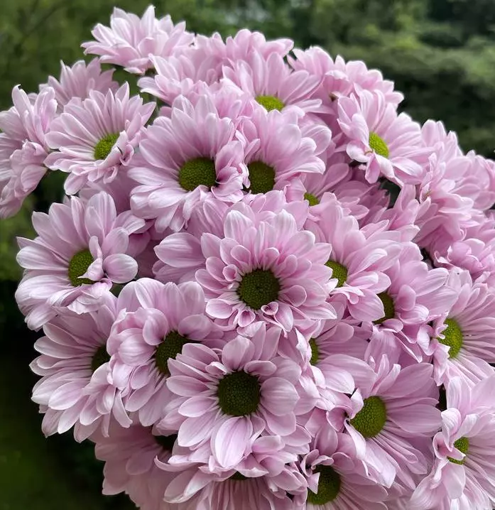 Chrysanthemum Daisy Lavender