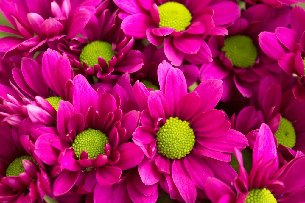 Chrysanthemum Daisy Purple
