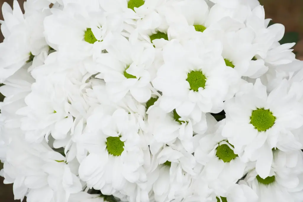 Chrysanthemum Daisy White Alma 