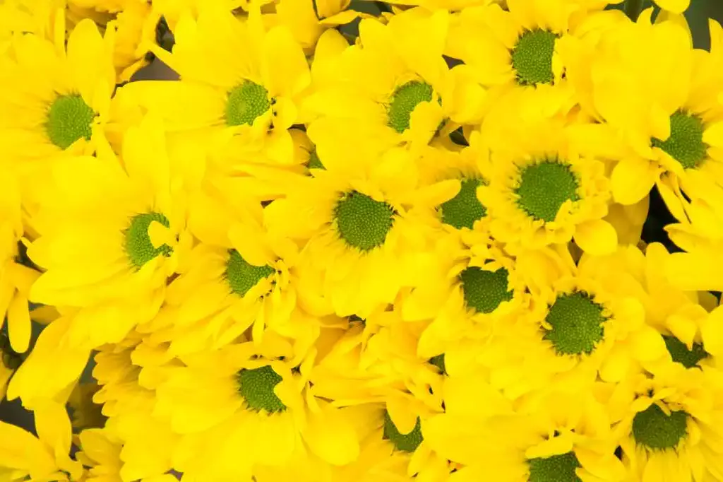 Chrysanthemum Daisy Yellow