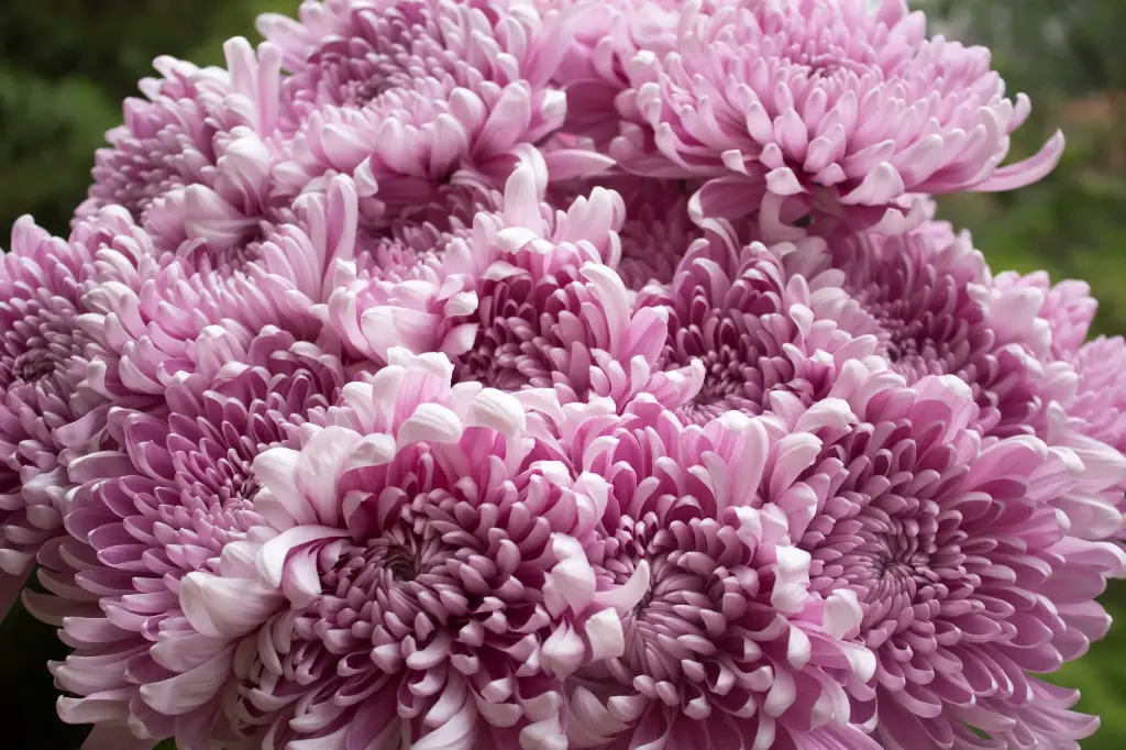 Chrysanthemum Football Mum Lavender
