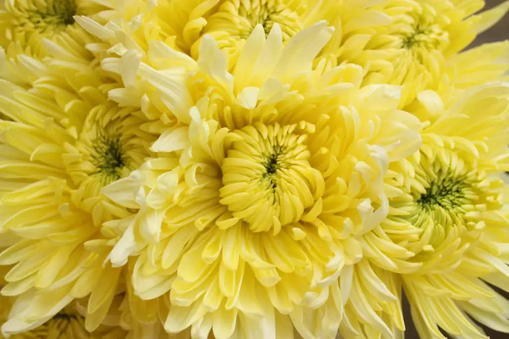 Chrysanthemum Football Mum Yellow