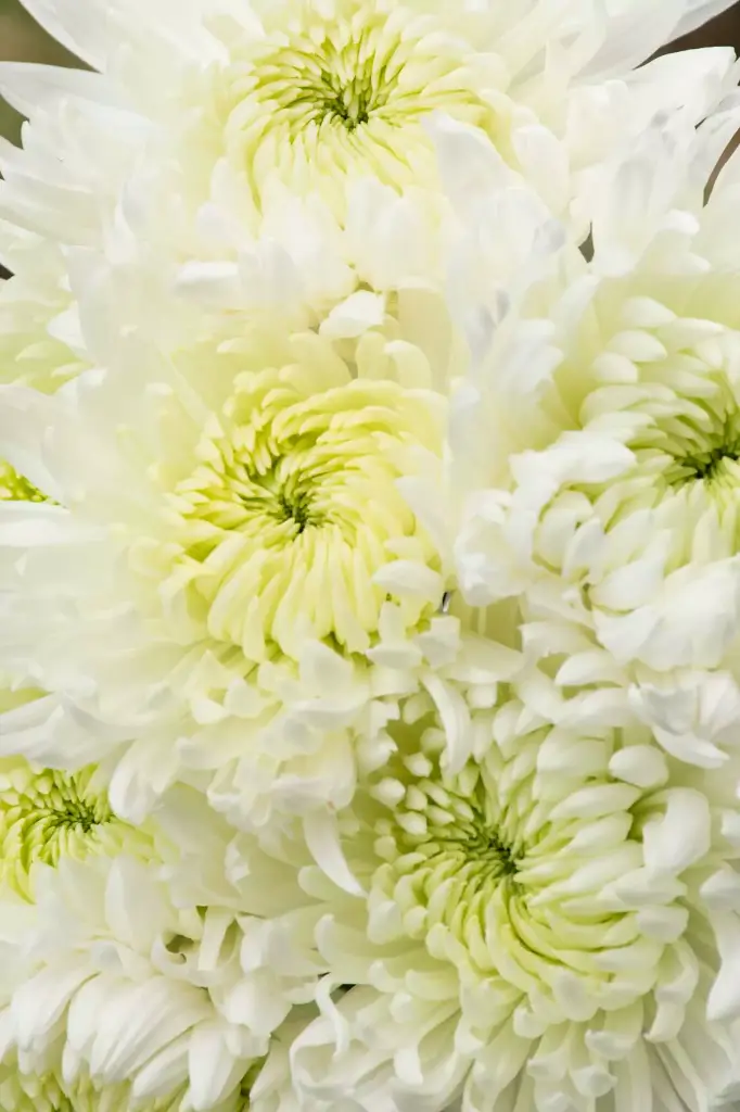 Chrysanthemum Football Mum White