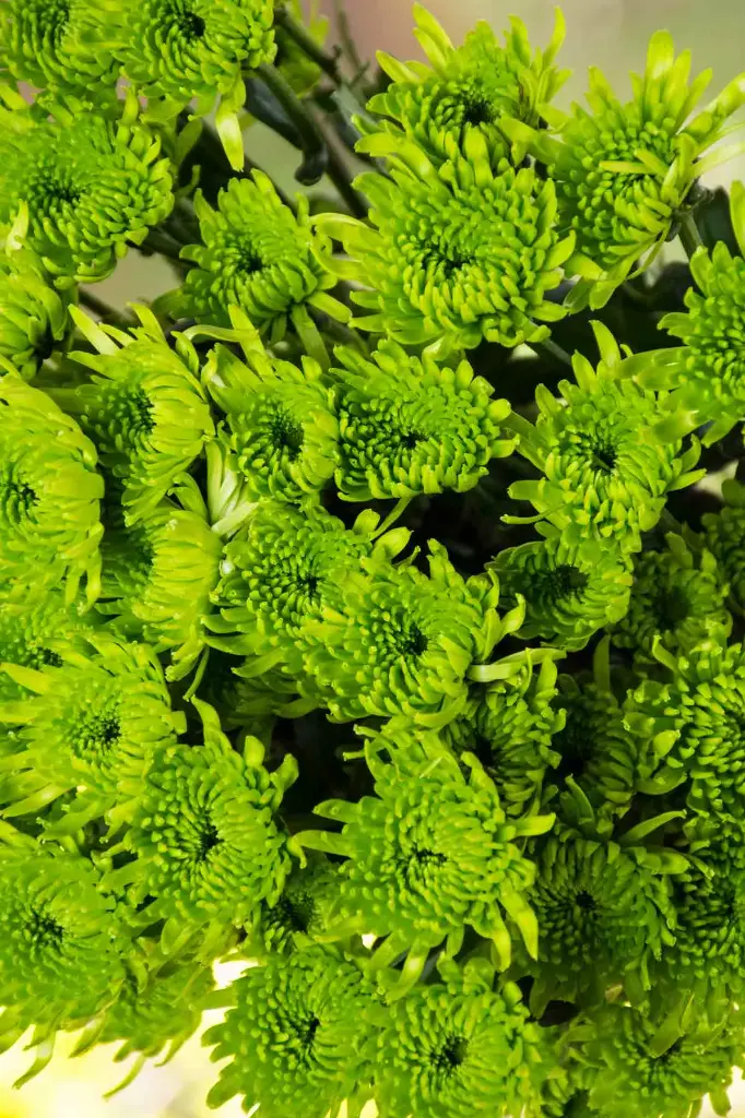 Chrysanthemum Novelties Green