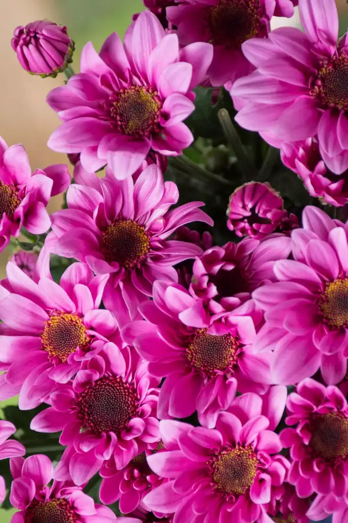 Chrysanthemum Novelties Lavender 