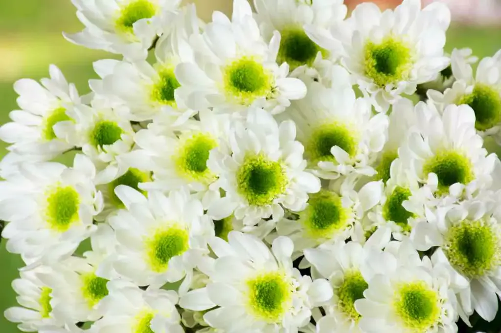 Chrysanthemum Novelties White
