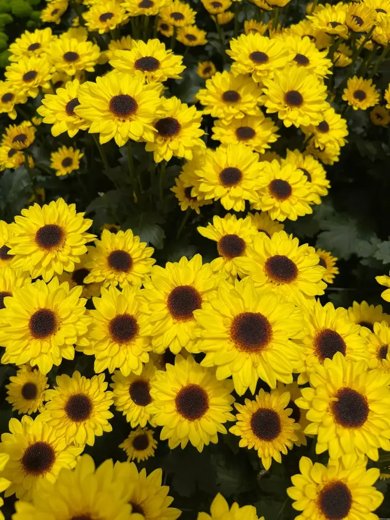 Chrysanthemum Novelties Yellow Zipo