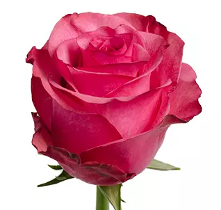  Roses 50cm Hot Pink Lola