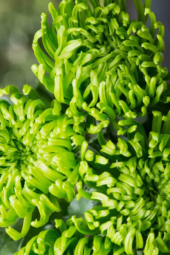 Chrysanthemum Spiders Green
