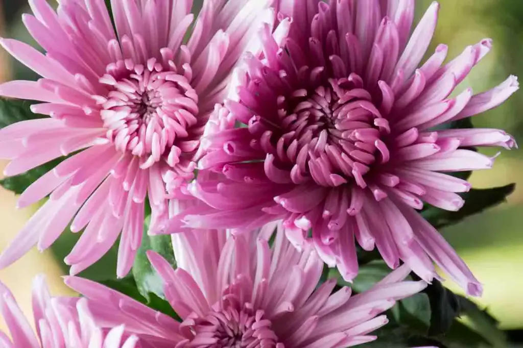 Chrysanthemum Spiders Lavender