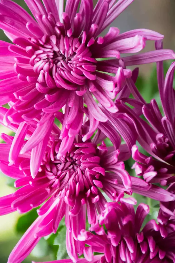 Chrysanthemum Spiders Purple