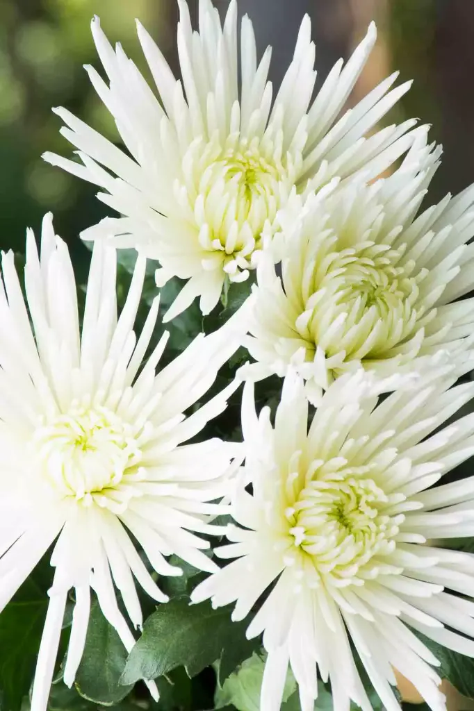 Chrysanthemum Spiders White
