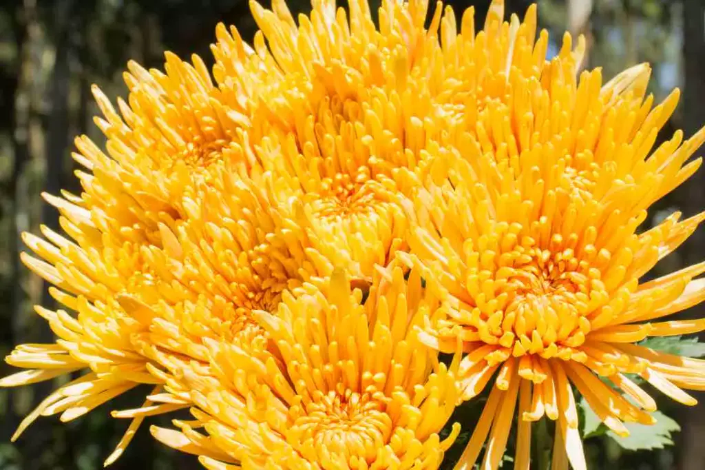 Chrysanthemum Spiders Yellow