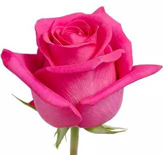 Roses 50cm Hot Pink Pink Floyd