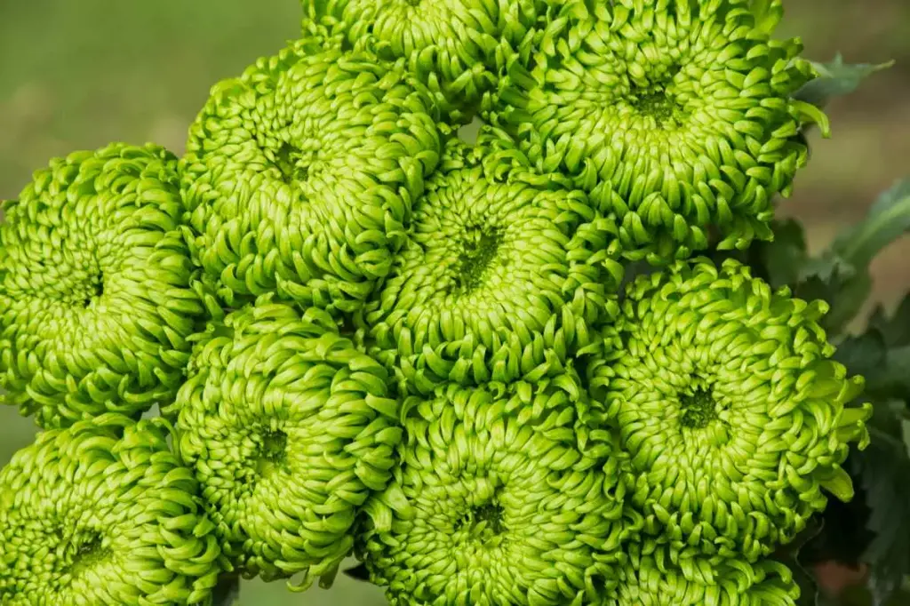 Chrysanthemum Super Buttons Green