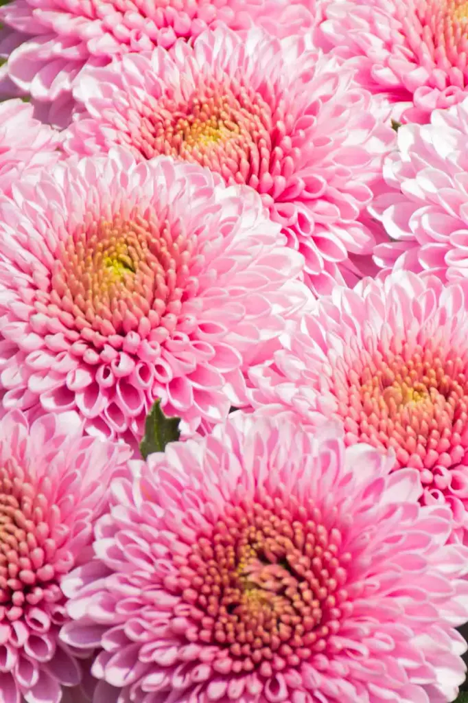 Chrysanthemum Super Buttons Pink
