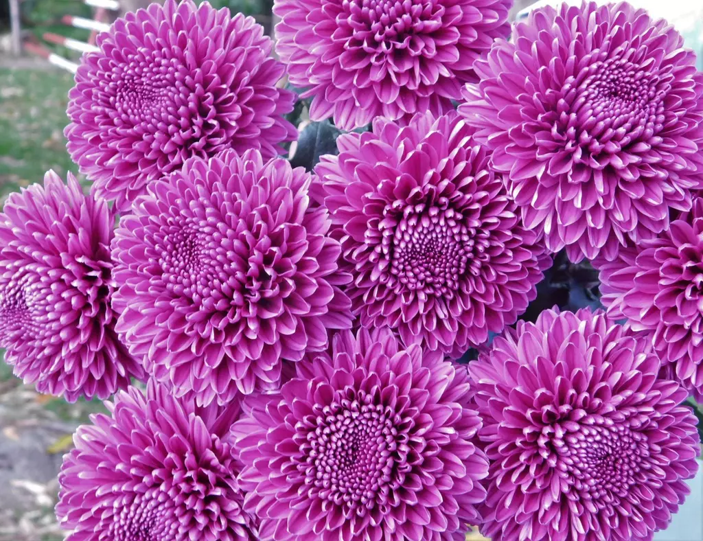 Chrysanthemum Super Buttons Purple