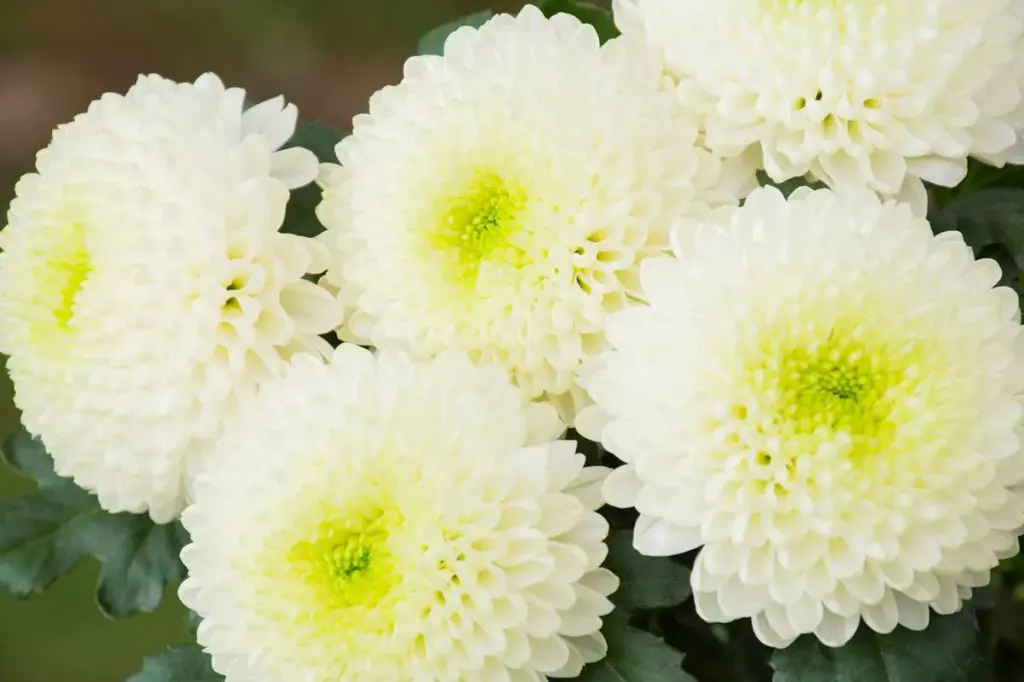 Chrysanthemum Super Buttons White