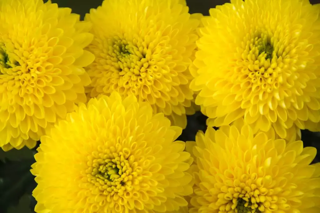 Chrysanthemum Super Buttons Yellow