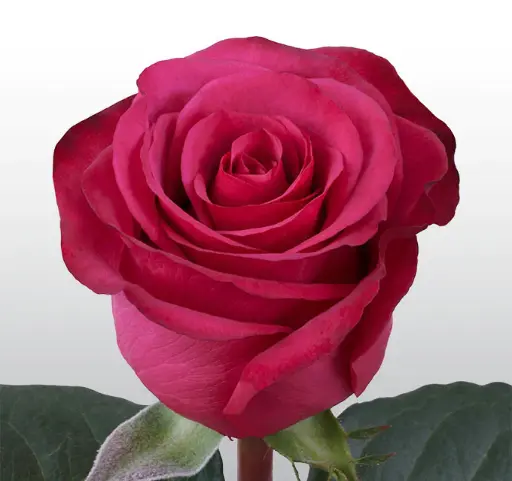  Roses 50cm Hot Pink Roseberry