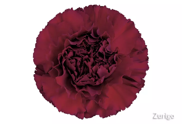 Carnations Standard Burgundy