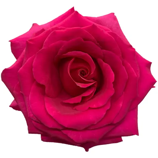  Roses 50cm Hot Pink Queenberry