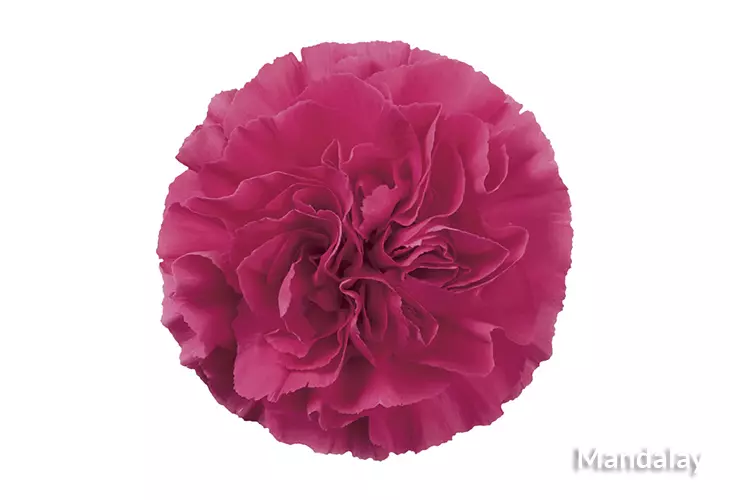 Carnations Standard Hot Pink 