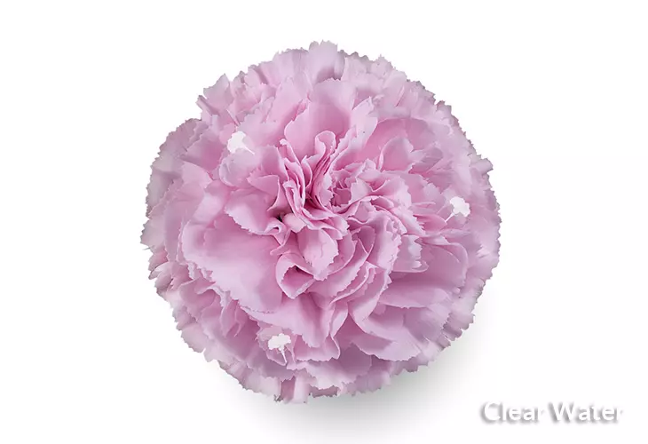 Carnations Standard Lavender