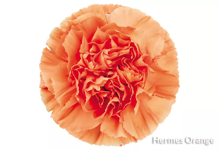 Carnations Standard Orange