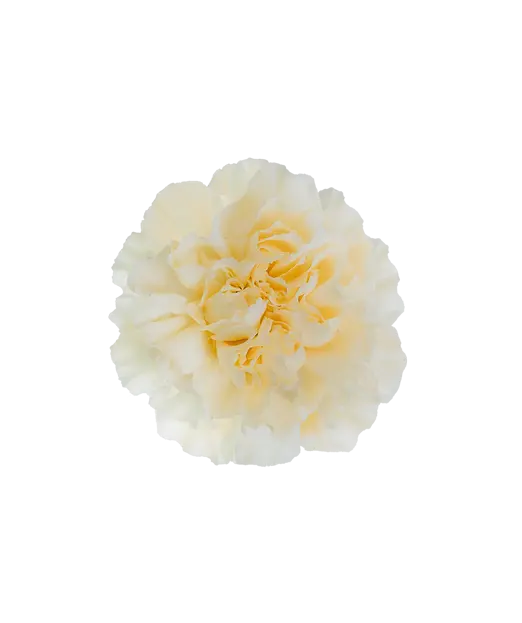 Carnations Standard Cream