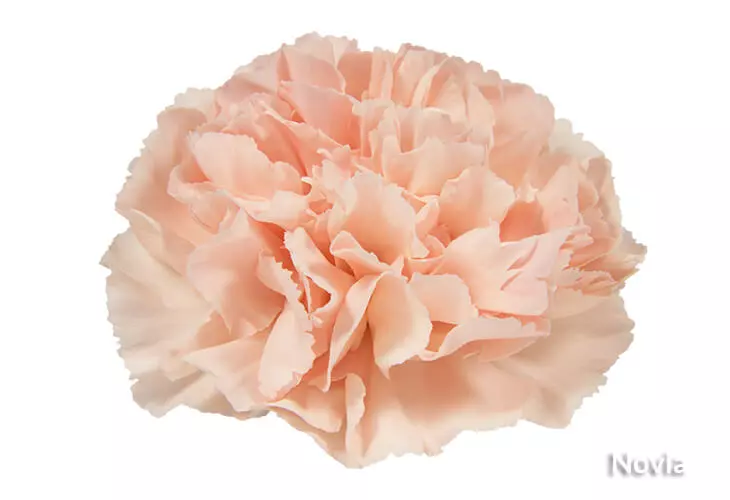 Carnations Standard Peach