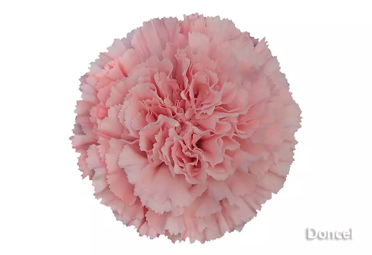 Carnations Standard Pink