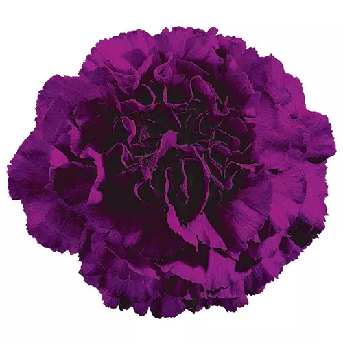 Carnations Standard Purple