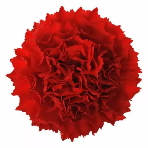 Carnations Standard Red